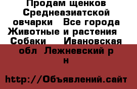 Продам щенков Среднеазиатской овчарки - Все города Животные и растения » Собаки   . Ивановская обл.,Лежневский р-н